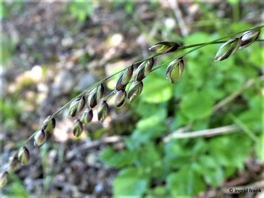 Melica nutans / Nickendes Perlgras    V-VI