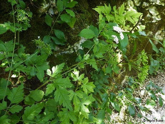FÜR VIEH GIFTIG:  Taumel-Kälberkropf / Chaerophyllum temulum;  Familie:  Doldengewächse / Apiaceae