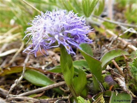Globularia bisnagarica / Gewöhnliche Kugelblume
