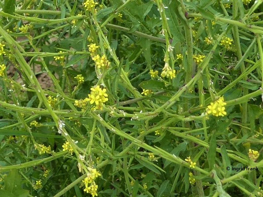 Sisymbrium officinale / Wege-Rauke    V-X