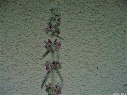 Stachys byzantina / Wolliger Ziest    VI-VIII