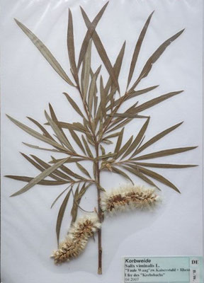 Salix viminalis / Korb-Weide  (04/2007; zwischen Kaiserstuhl und Rhein)  (Herbarium Dr. Wolf von Thun)