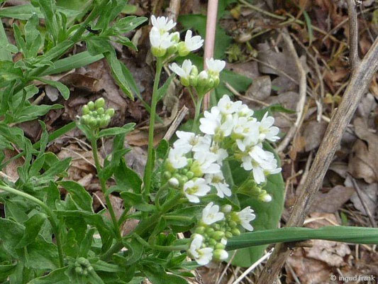 Berteroa incana / Graukresse    VI-X