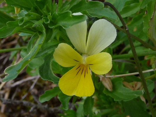 Viola lutea  / Gelbes Alpen-Stiefmütterchen, Vogesen-Stiefmütterchen   (13.08.2011; Hartmannsweilerkopf)