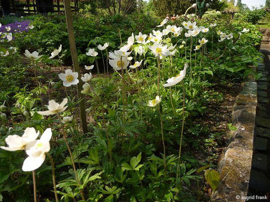 Anemone sylvestris / Großes Windröschen (30.04.2024; Botanischer Garten Berlin)