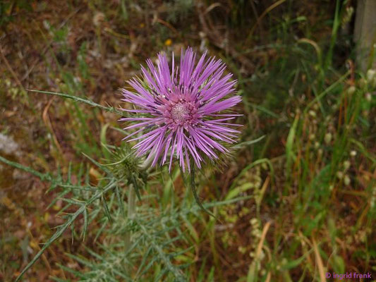 Galactites tomentosus / Filzige Milchfleckdistel    (30.04.2016; Italien, Insel Elba)