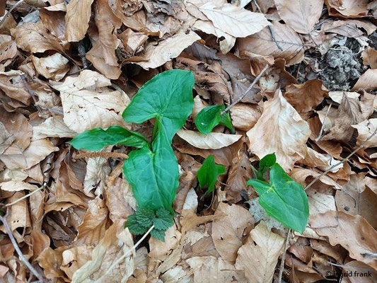 10.03.2024, Waldweg bei Heiligenberg: Arum maculatum / Gefleckter Aronstab