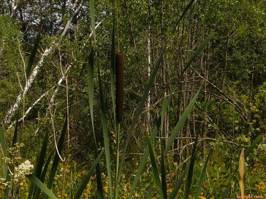 Typha latifolia / Breitblättriger Rohrkolben    VII-VIII