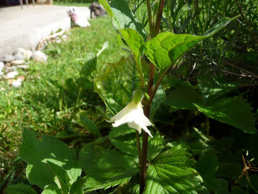 REIFE BEEREN ESSBAR, SONST SCHWACH GIFTIG;  Laternenpflanze; Gewöhnliche Blasenkirsche / Physalis alkekengi    (08.06.2010)