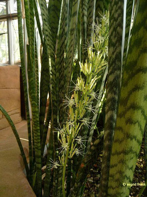 Sanseviera trifasciata / Dreigebänderter Bogenhanf (05.05.2014; Botanischer Garten Berlin)