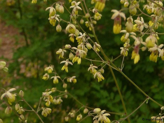 Thalictrum minus / Kleine Wiesenraute (Botanischer Garten Universität Heidelberg)
