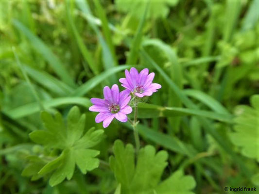 Geranium pyrenaicum / Pyrnäen-Stirchschnabel     (28.04.2019; Italien, Autobahnraststätte in der südlichen Poebene)