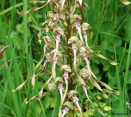 Himantoglossum hircinum / Bocks-Riemenzunge  (03.06.2025; NSG Haarberg-Wasserberg, Landkreis Göppingen)