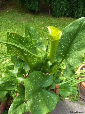 Zantedeschia pentlandii (30.07.2022; Botanischer Garten der Universität Basel)