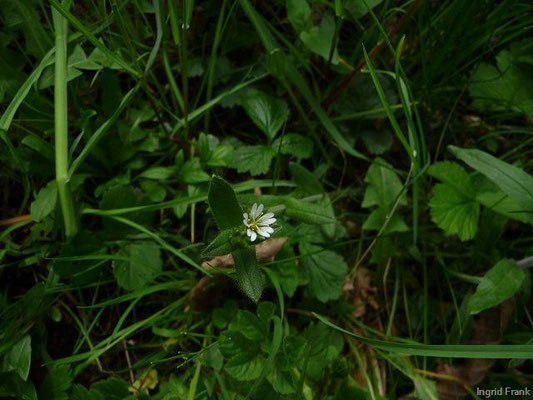 Cerastium fontanum ssp. vulgare / Gewöhnliches Hornkraut
