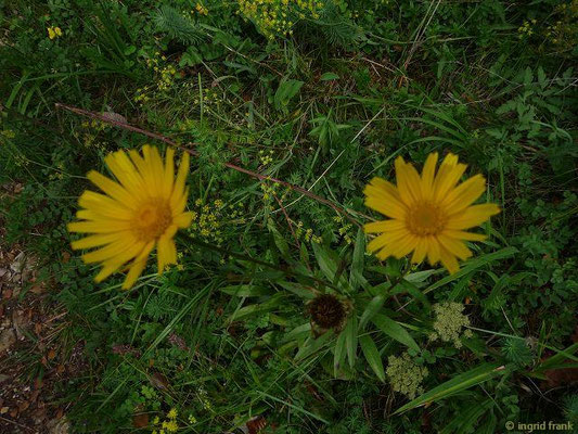 Buphthalmum salicifolium / Weidenblättriges Ochsenauge      (20.08.2011; im Tal der Oberen Donau bei Fridingen)