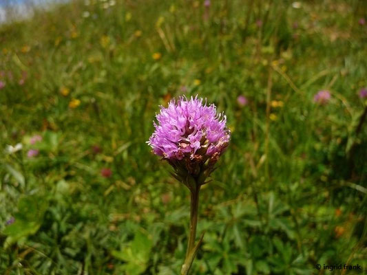 Traunsteinera globosa / Kugelorchis