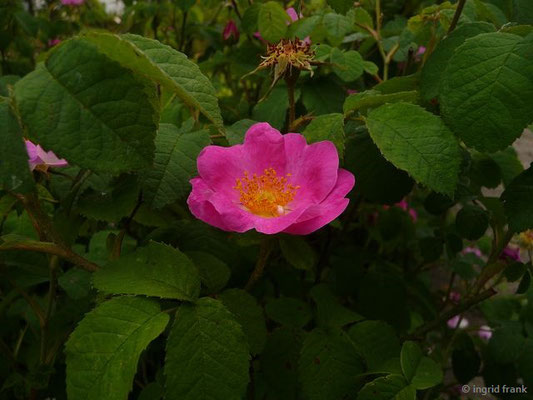 Rosa gallica / Essig-Rose