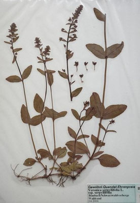 Veronica serpyllifolia / Quendelblättriger Ehrenpreis  (04/2006; Brombach, Schwarzwaldvorberge)  (Herbarium Dr. Wolf von Thun)