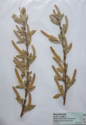 Salix fragilis / Bruch-Weide   IV-V     (Herbarium Dr. Wolf von Thun)