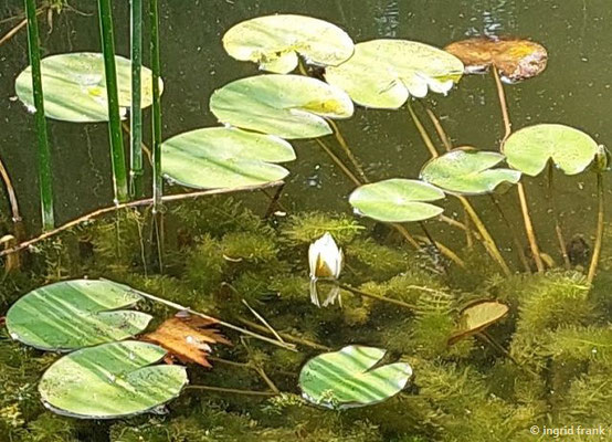 Nymphaea candida / Kleine Seerose  (02.07.2023; Botanischer Garten Universität Heidelberg)