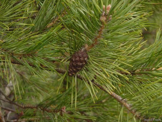 Pinus sylvestris - Gewöhnliche Kiefer, Föhre