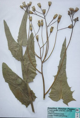 Crepis mollis / Weicher Pippau    (06/2010; Achkarren)    (Herbarium Dr. Wolf v. Thun)