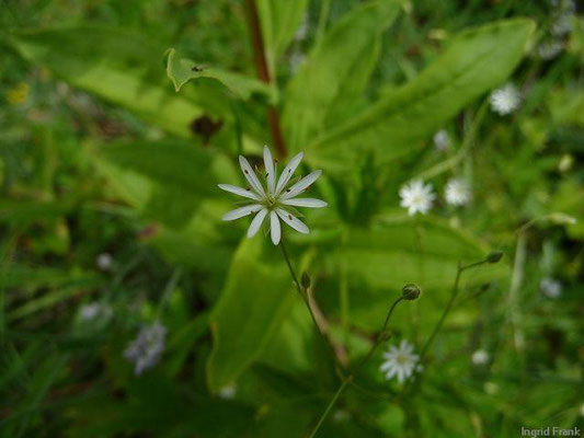 20.06.2011-Stellaria graminea - Gras-Sternmiere