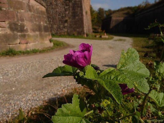 Malva sylvestris / Wilde Malve    (15.10.2011; Neuf-Brisach)