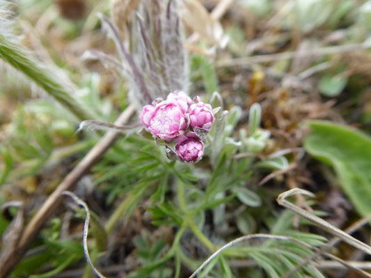 Antennaria dioica / Gewöhnliches Katzenpfötchen