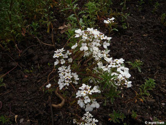 Iberis spec. (27 Arten) (30.04.2014; Botanischer Garten Berlin)