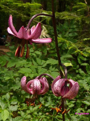 Lilium martagon / Türkenbund-Lilie