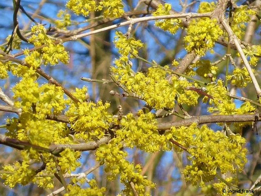 Cornus spec. (60 Arten)