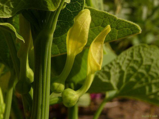 Aristolochia clematitis - Osterluzei