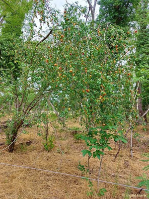 Prunus cerasifera / Kirsch-Pflaume    (15.07.2023; NSG Sandauser Düne, Pflege Schönau-Galgenberg)