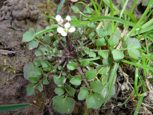 Cardamine hirsuta - Behaartes Schaumkraut III-VI