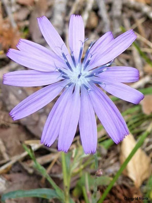 Lactuca perennis / Blauer Lauch, Dauer-Lauch    (02.09.2019; Wallis)