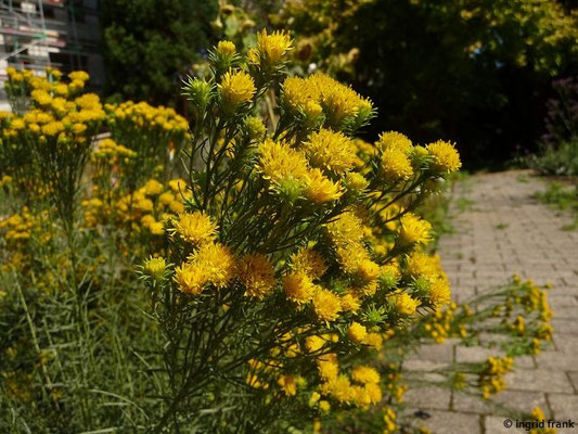 Galatella linosyris / Gold-Steppenaster, Goldschopf (Botanischer Garten Universität Heidelberg)    VIII-IX