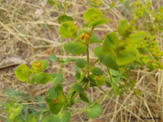 Euphorbia seguieriana / Steppen-Wolfsmilch   (15.07.2023; NSG Sandauser Düne, Pflege Schönau-Galgenberg)