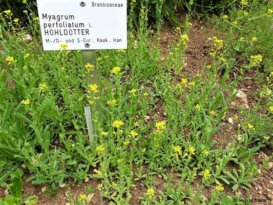 Myagrum perfoliatum - Hohldotter