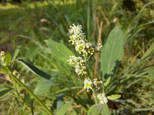 Chenopodium album / Weißer Gänsefuß   (15.08.2023; NSG Sandhausener Düne, Pferdstrieb)