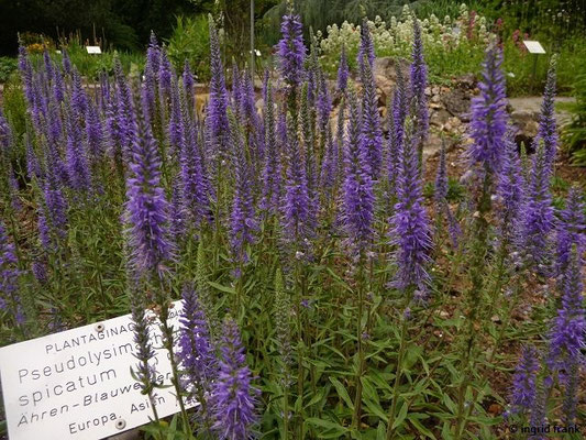 Veronica spicata / Ähriger Ehrenpreis   (Botanischer Garten Universität Heidelberg)