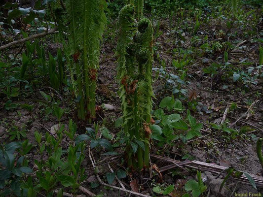 23.04.2010-Dryopteris filix-mas - Gewöhnlicher Wurmfarn