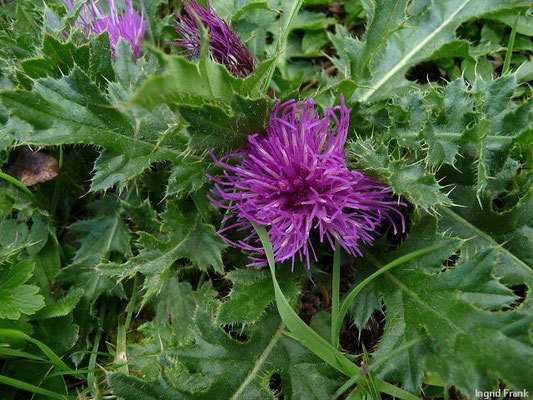 Cirsium acaule / Stängellose Kratzdistel    VII-IX
