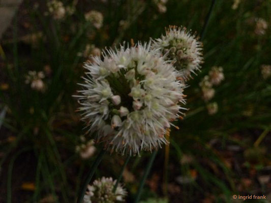 Allium suavolens / Duft-Lauch (Botaischer Garten Universität Heidelberg) VII-IX