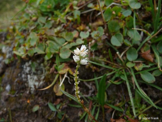 Polygonum viviparum / Lebendgebärender Knöterich