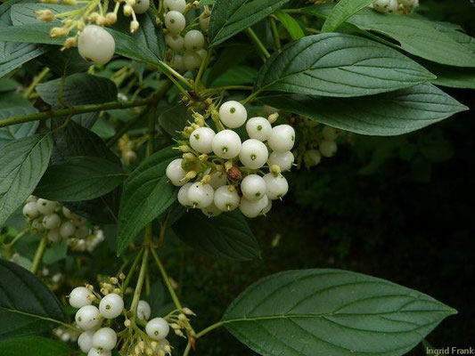 03.07.2011-Cornus sericea - Sprossendeer Hartriegel