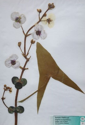 Sagittaria sagittifolia / Gewöhnliches Pfeilkraut  (07/2014; Nonnenweier Ortenau)  (Herbarium Dr. Wolf von Thun)
