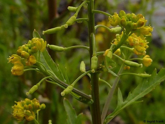 Rorippa palustris / Gewöhnliche Sumpfkresse