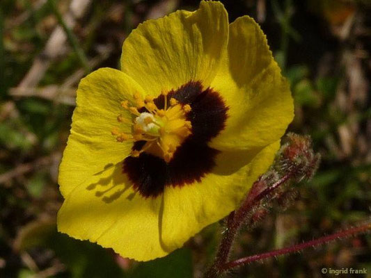 Tuberaria guttata / Geflecktes Sandröschen